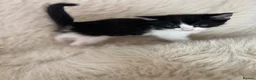 Mixed Breed cats for sale: Mixed kittens  - Advert 10