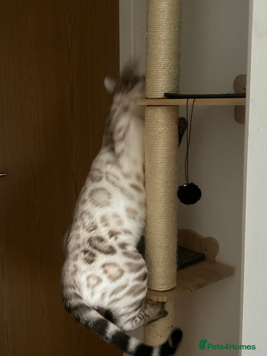 Bengal cats for sale: Beautiful lynx snow bengal  - Advert 3