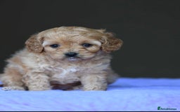 Cavapoo dogs for sale: ✨Quality Cavapoo Puppies✨ - Image 4