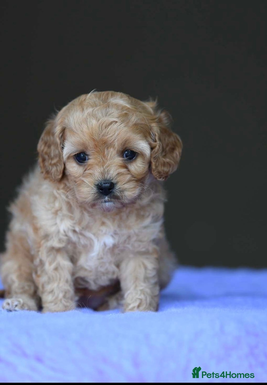Cavapoo dogs for sale: ✨Quality Cavapoo Puppies✨ - Image 4