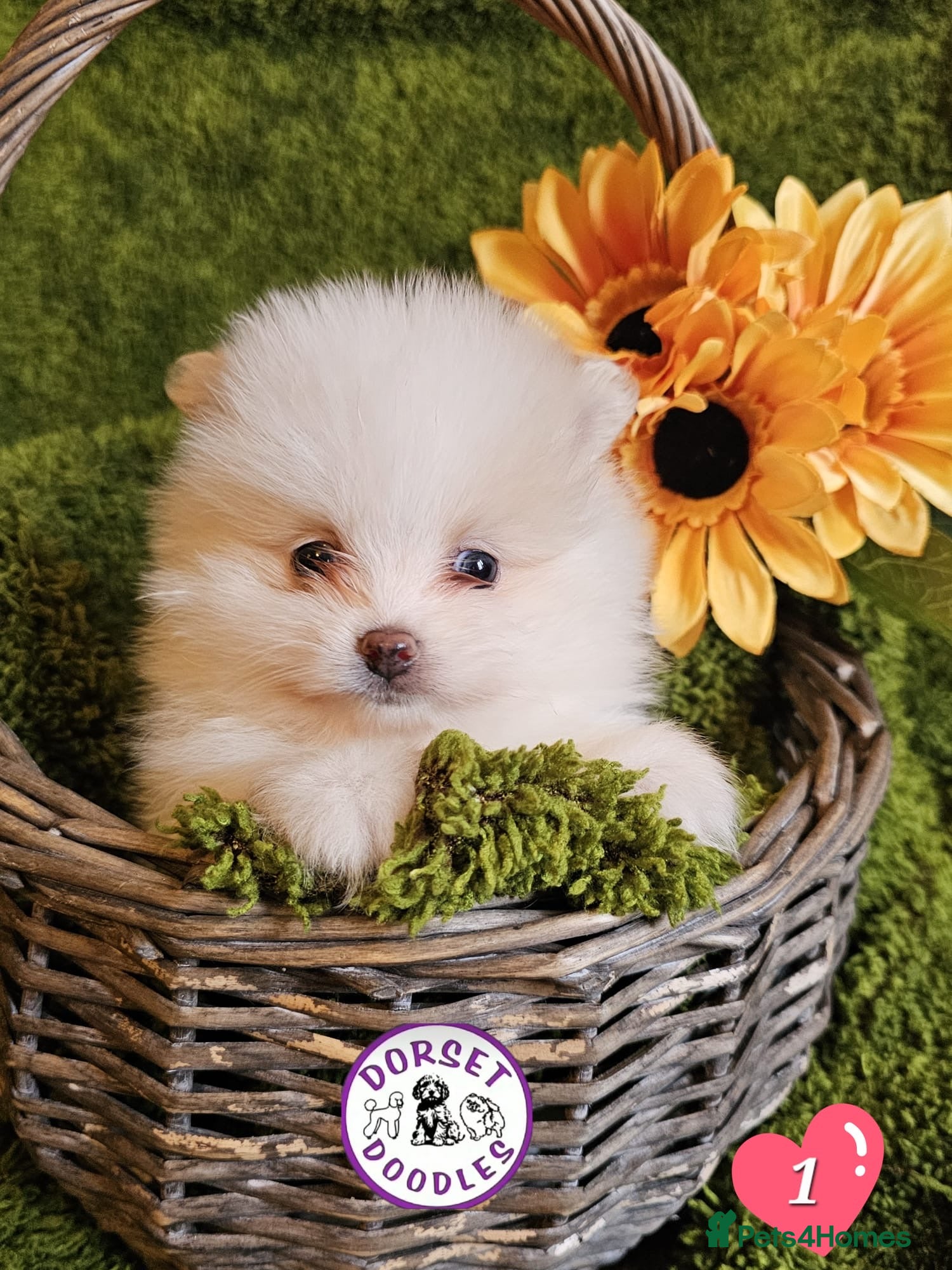 Pomeranian dogs Cream & white pomeranian puppies - Advert 1