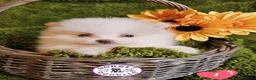 Pomeranian dogs for sale: Cream & white pomeranian puppies - Advert 1