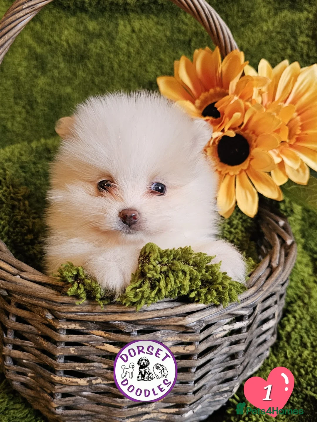 Pomeranian dogs for sale: Cream & white pomeranian puppies - Advert 1