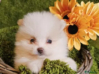 Pomeranian dogs Cream & white pomeranian puppies - Advert 3