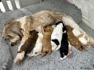 Mixed Breed dogs - Advert 3