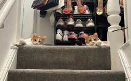 British Shorthair cats for sale: Lexi is ready to get a new home  - Image 6