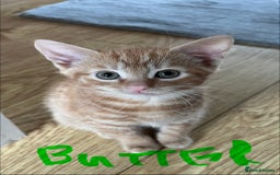 Mixed Breed cats for sale: Gorgeous Kittens - Image 10