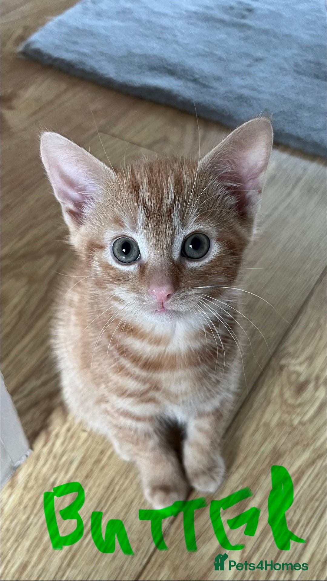 Mixed Breed cats for sale: Gorgeous Kittens - Image 10