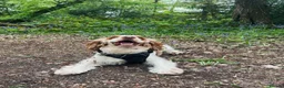Cocker Spaniel dogs for sale: 5 Year Old Female Cocker Spaniel  - Advert 2