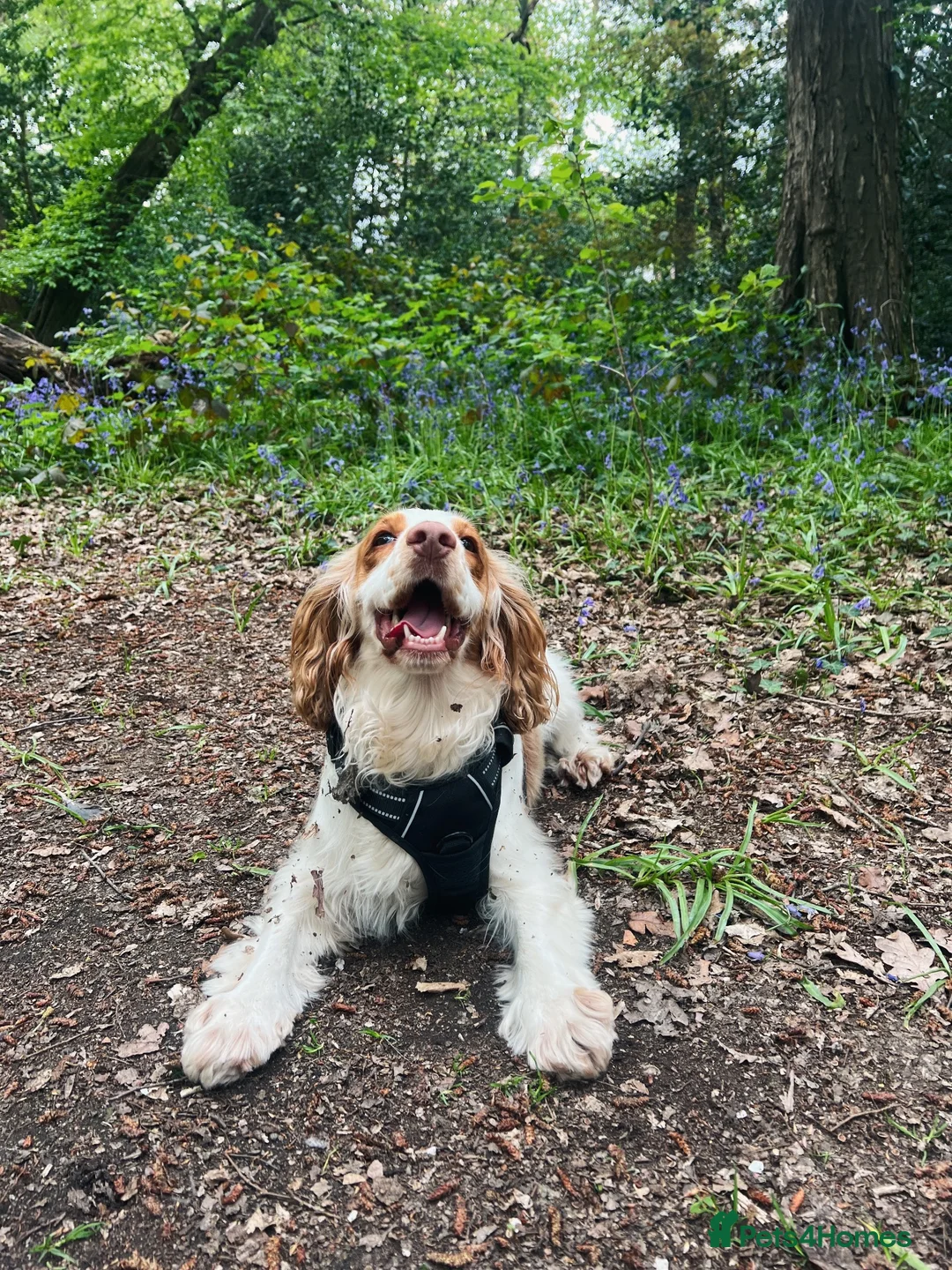 Cocker Spaniel dogs for sale: 5 Year Old Female Cocker Spaniel  - Advert 2