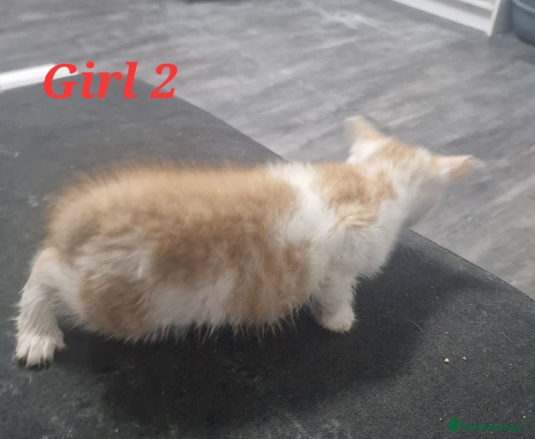 Mixed Breed cats for sale: Beautiful kittens for sale - Image 24