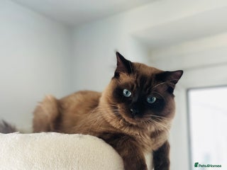 Ragdoll cats - Advert 20