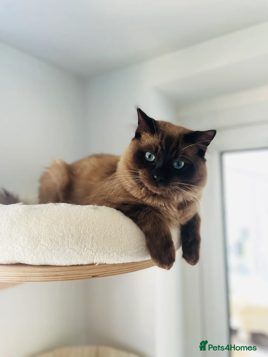 Ragdoll cats for stud: TICA registered seal mink stud - Advert 6