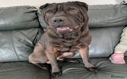 Shar Pei dogs for sale: Stripey (SHAR PEI) - Image 2