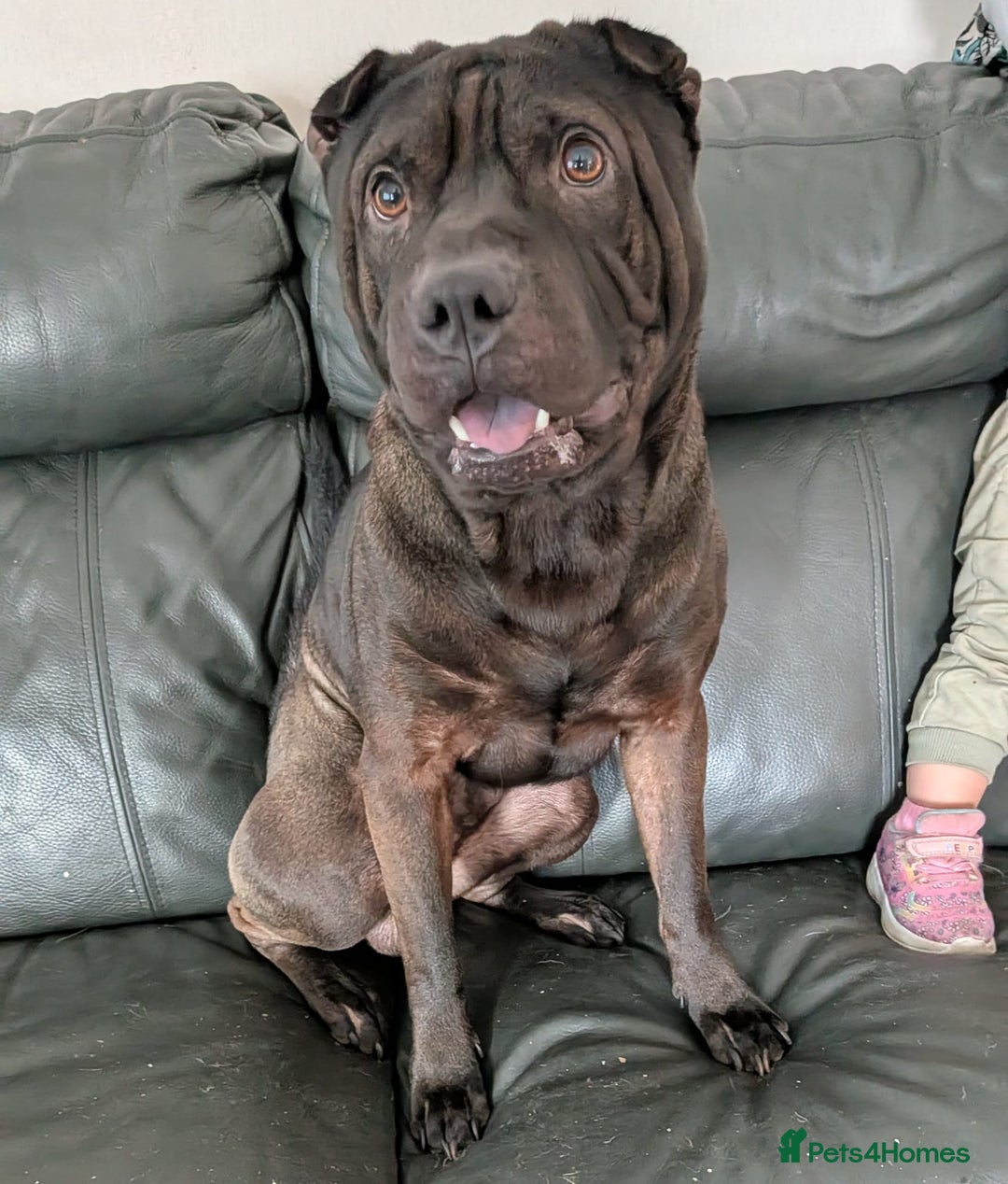 Shar Pei dogs for sale: Stripey (SHAR PEI) - Image 2