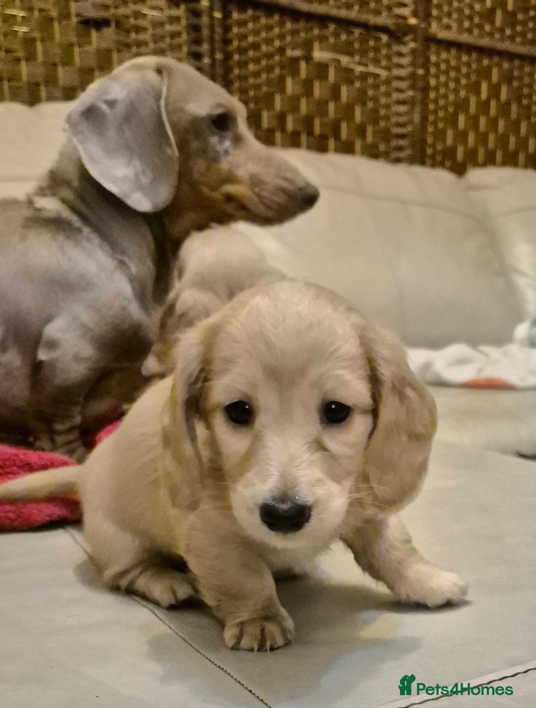 Miniature Dachshund dogs for sale: Miniature dachshund KC reg long haired cream - Advert 5