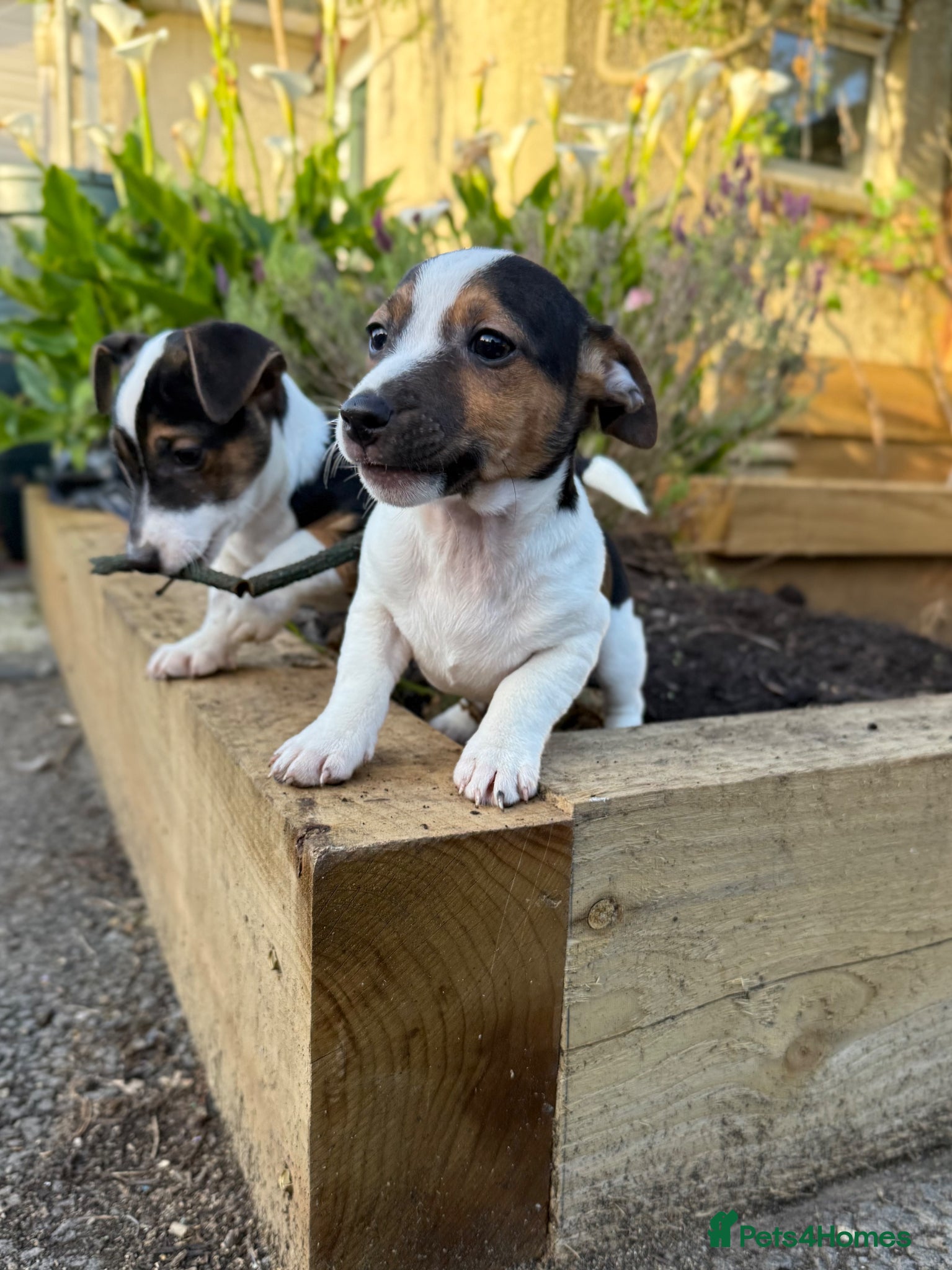Jack Russell dogs for sale: ‘Naughty’ Jack Russell Pups  in Kilgetty - Advert 13