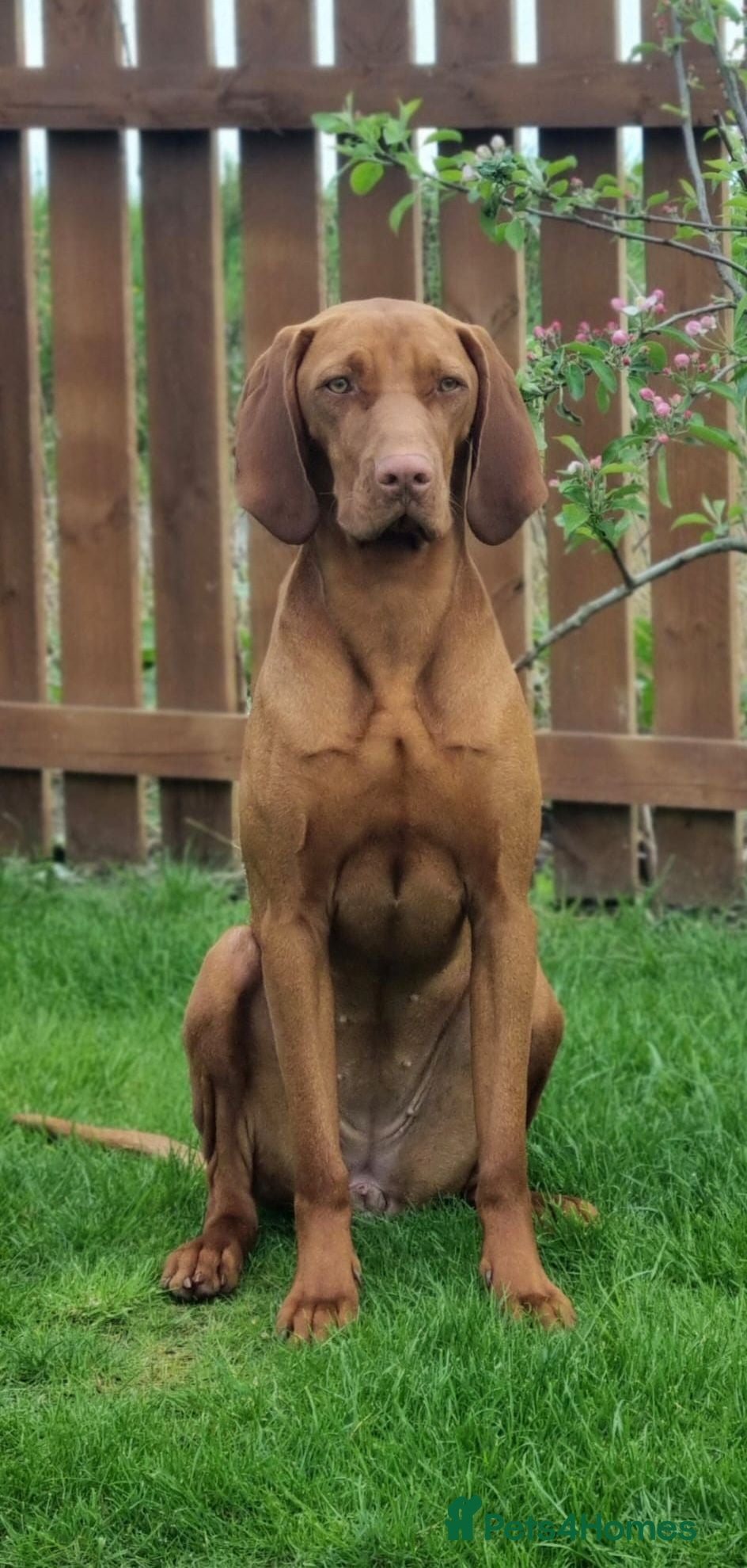 Hungarian Vizsla dogs Hungarian Wirehaired Vizsla - Advert 8