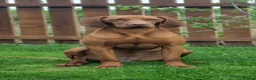 Hungarian Vizsla dogs for sale: Hungarian Wirehaired Vizsla in Falkirk - Advert 1