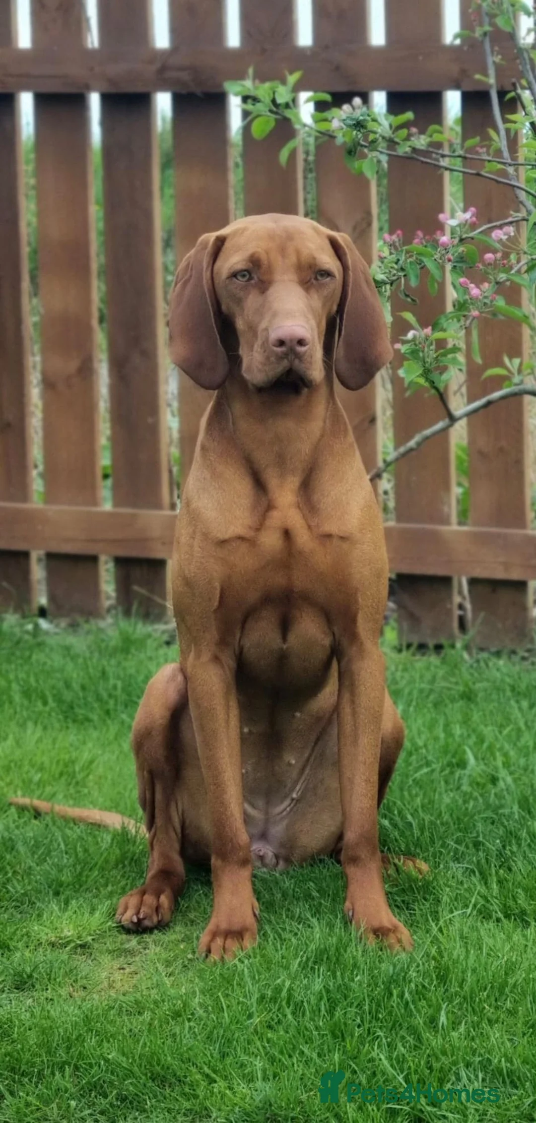 Hungarian Vizsla dogs for sale: Hungarian Wirehaired Vizsla in Falkirk - Advert 1