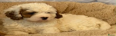 Cavapoo 1