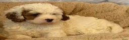 Cavapoo dogs for sale: Adorable F1 health clear cavapoo puppies in Staines - Advert 7