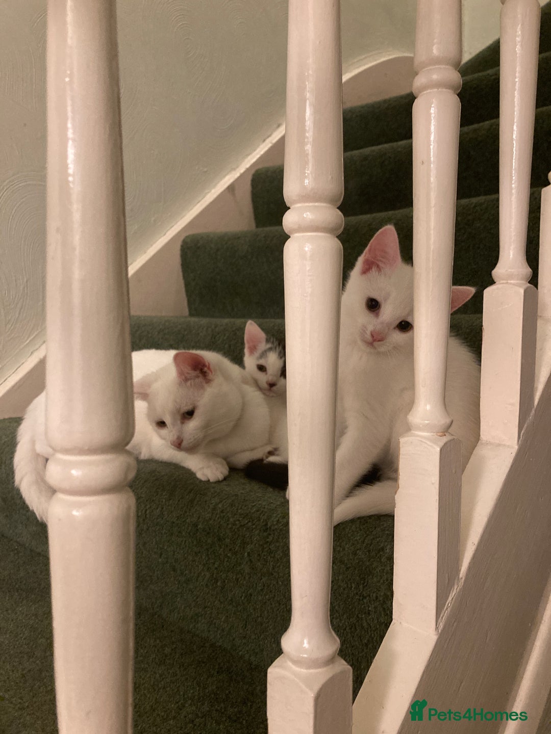 Turkish Van cats for sale: Gorgeous Turkish Van kitten - Advert 10