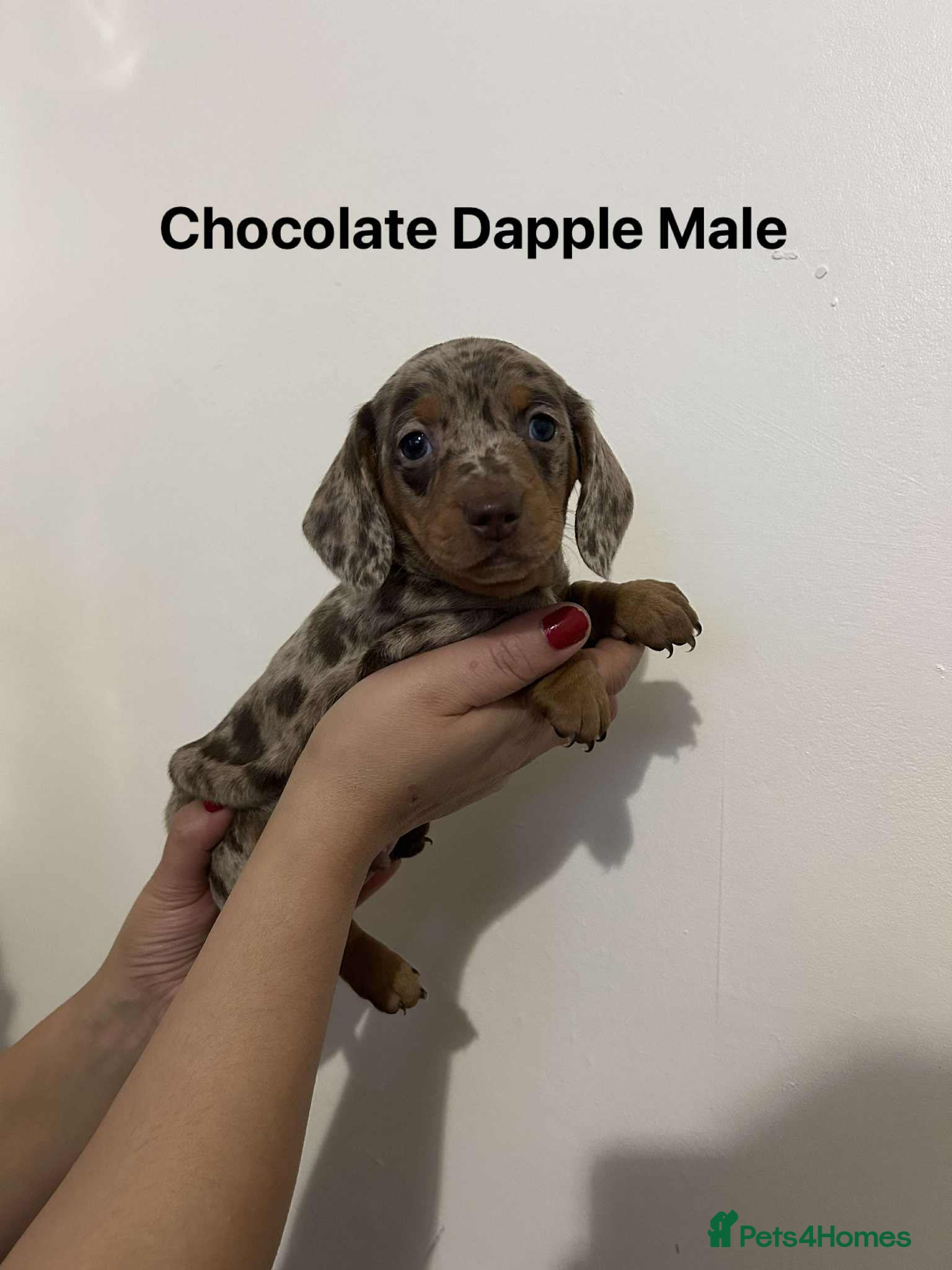 Miniature Dachshund dogs Miniature Dachsunds - Advert 18