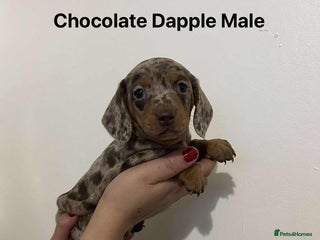 Miniature Dachshund dogs Miniature Dachsunds - Advert 2