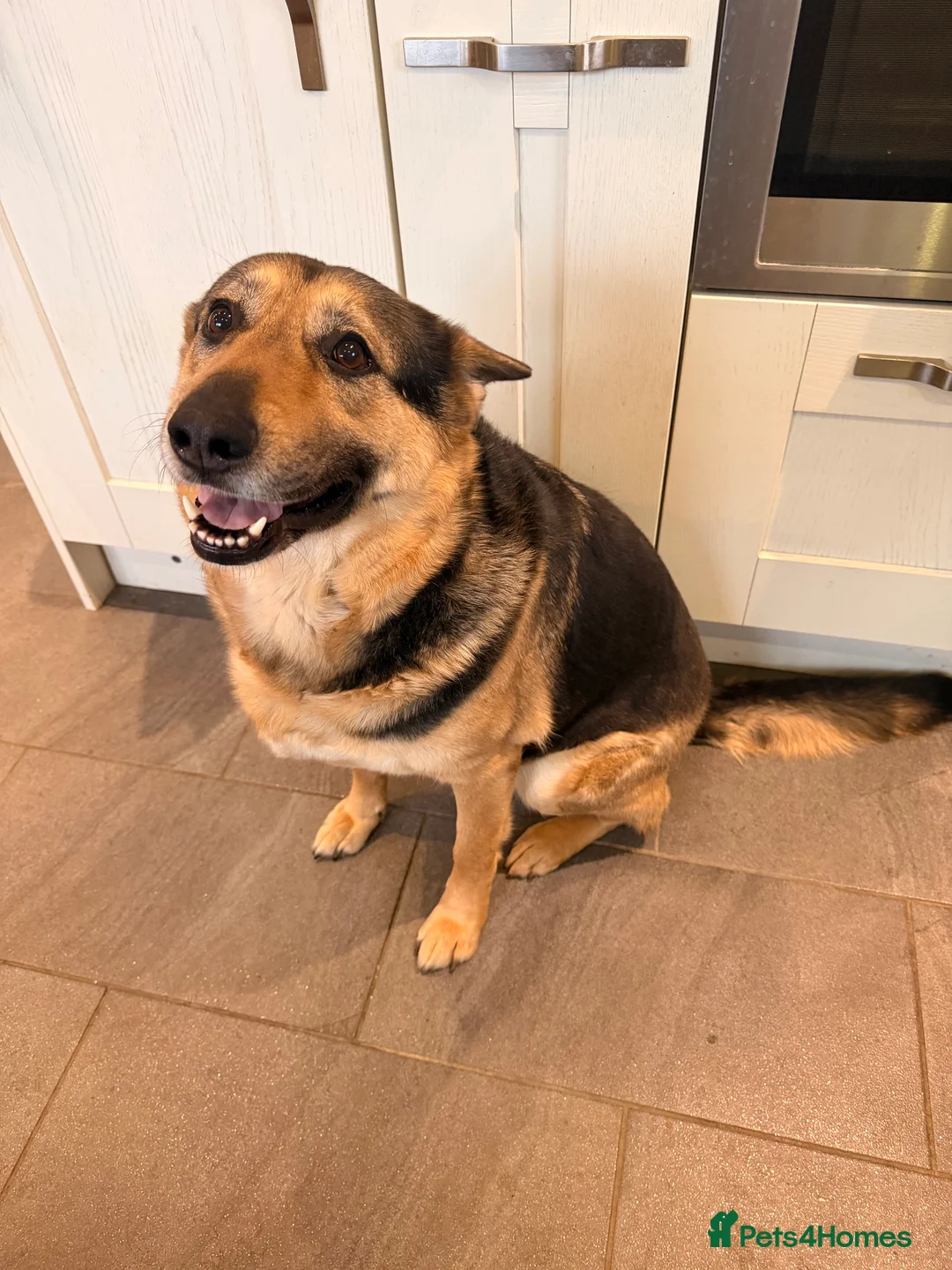 German Shepherd dogs for sale: Simba the Gentle Giant - Advert 3