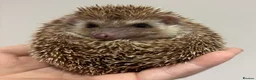 Pygmy Hedgehog rodents for sale: Girls Boys Ethically Bred African Pygmy Hedgehogs - Advert 18