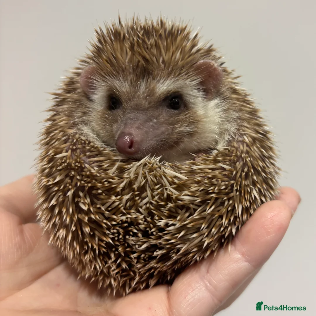 Pygmy Hedgehog rodents for sale: Girls Boys Ethically Bred African Pygmy Hedgehogs - Advert 18