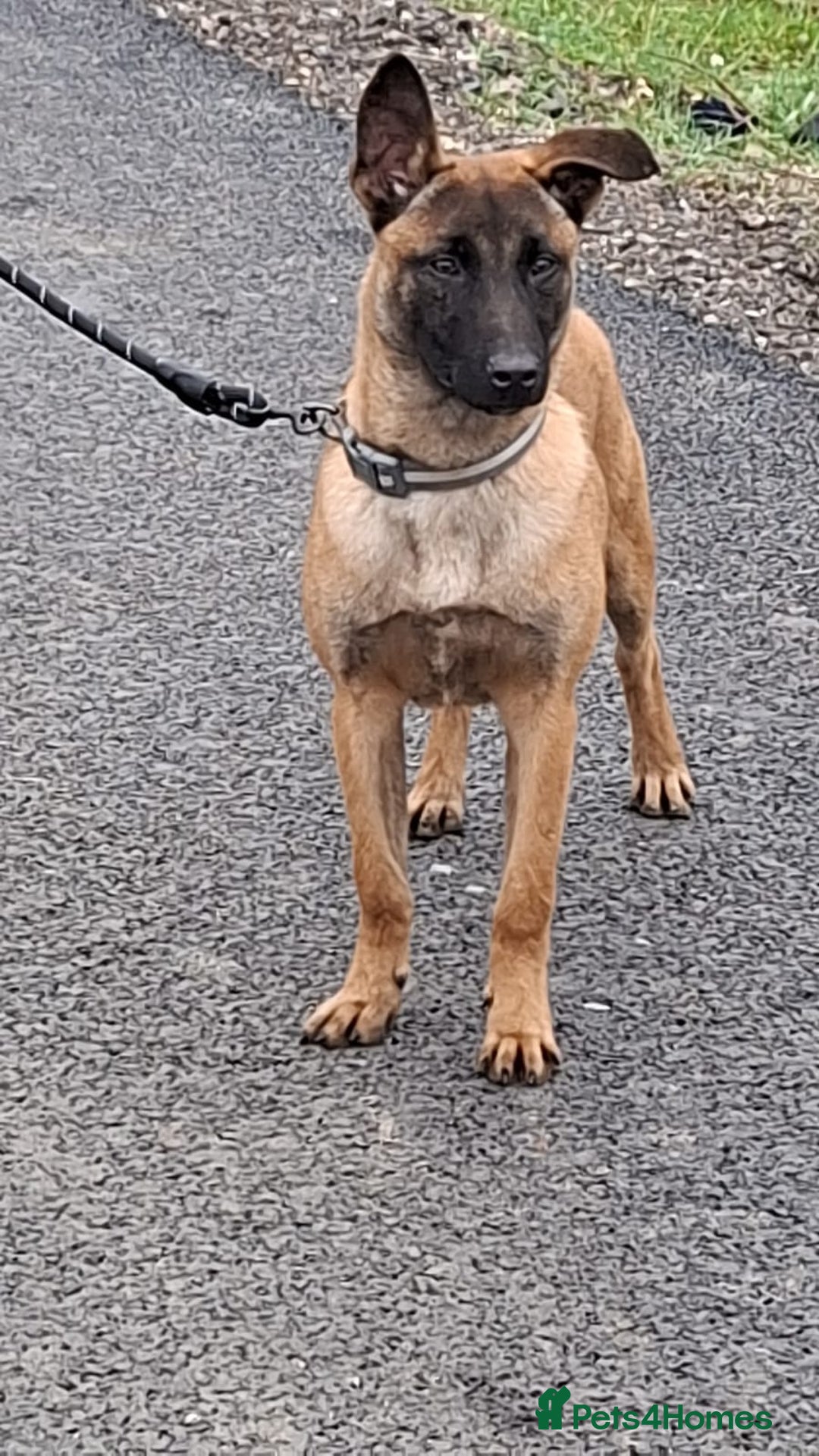 Belgian Shepherd Dog dogs for sale: Belgium malinois  - Advert 5