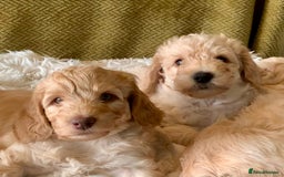 Labradoodle dogs for sale: Multigen Mini Labradoodle Puppies Available Now - Image 15