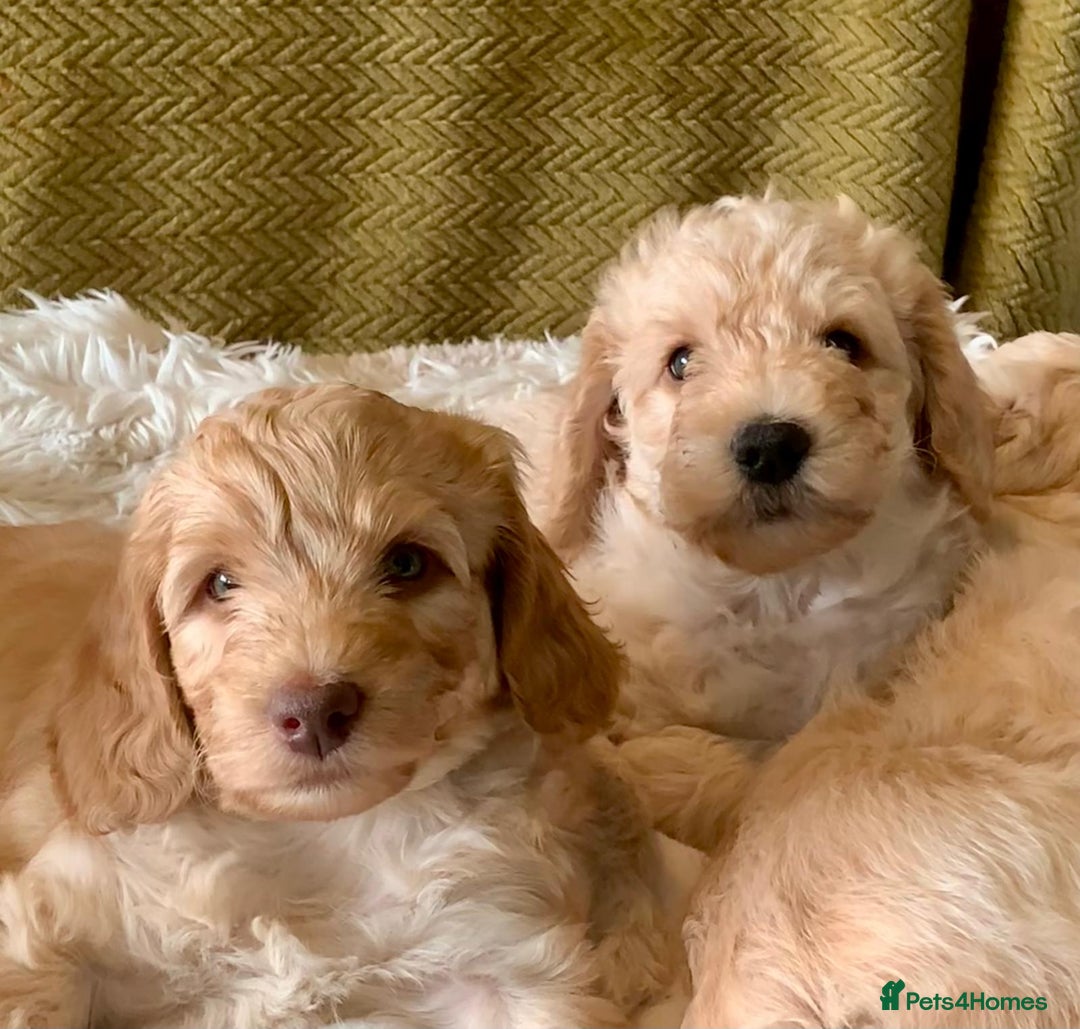 Labradoodle dogs for sale: Multigen Mini Labradoodle Puppies Available Now - Image 15