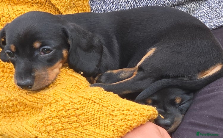 Miniature Dachshund dogs - Advert 1