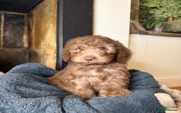 Cockapoo dogs for sale: F2 Cockapoo puppies - Advert 4