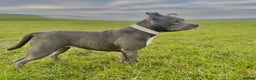 Staffordshire Bull Terrier dogs for sale: Blue Staffordshire Bull Terrier Champion Pup - Advert 11