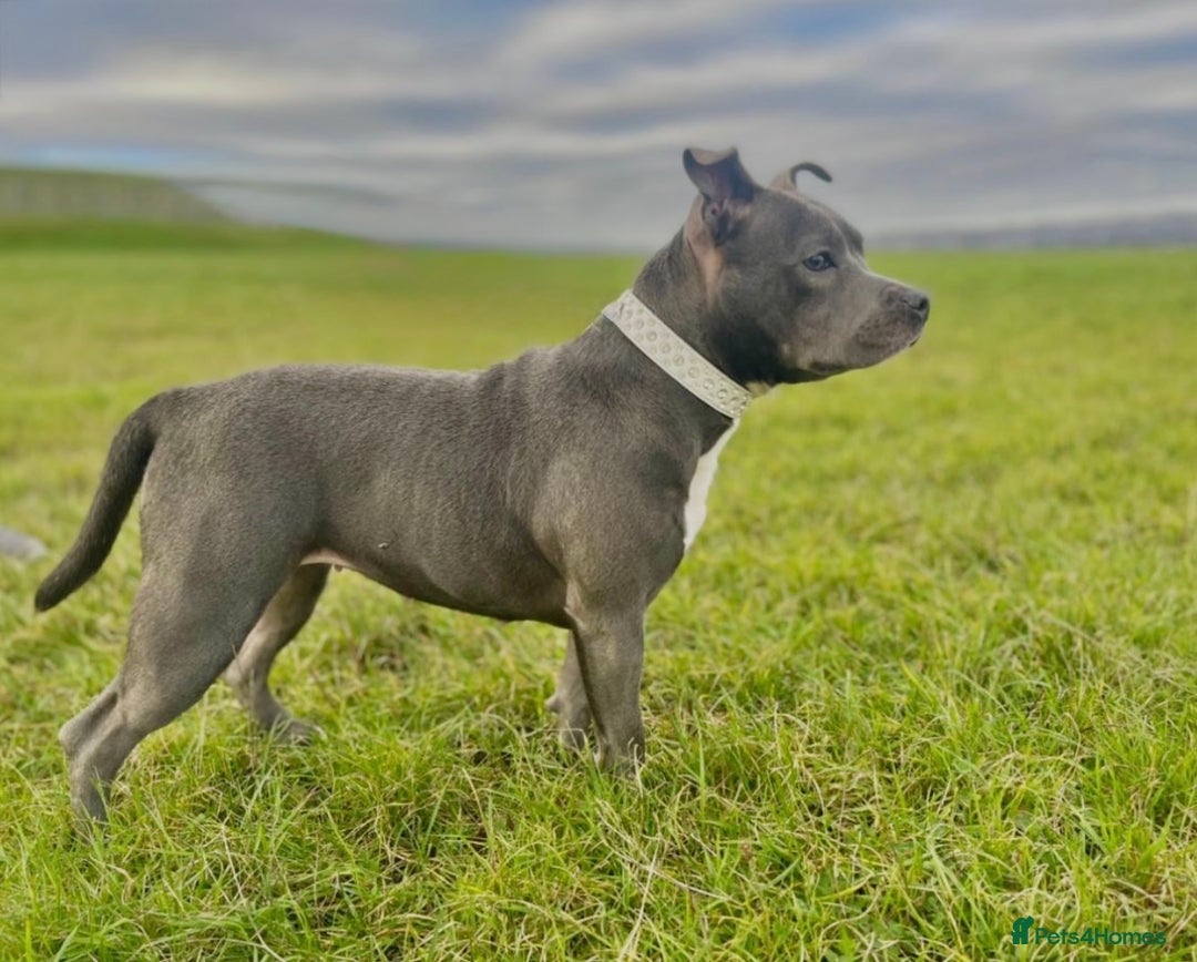 Staffordshire Bull Terrier dogs for sale: Blue Staffordshire Bull Terrier Champion Pup - Advert 11