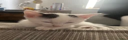 Mixed Breed cats for sale: Beautiful Kittens for sale  - Advert 16