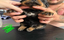 Rottweiler dogs for sale: Rottweiler puppies for sale - Image 3