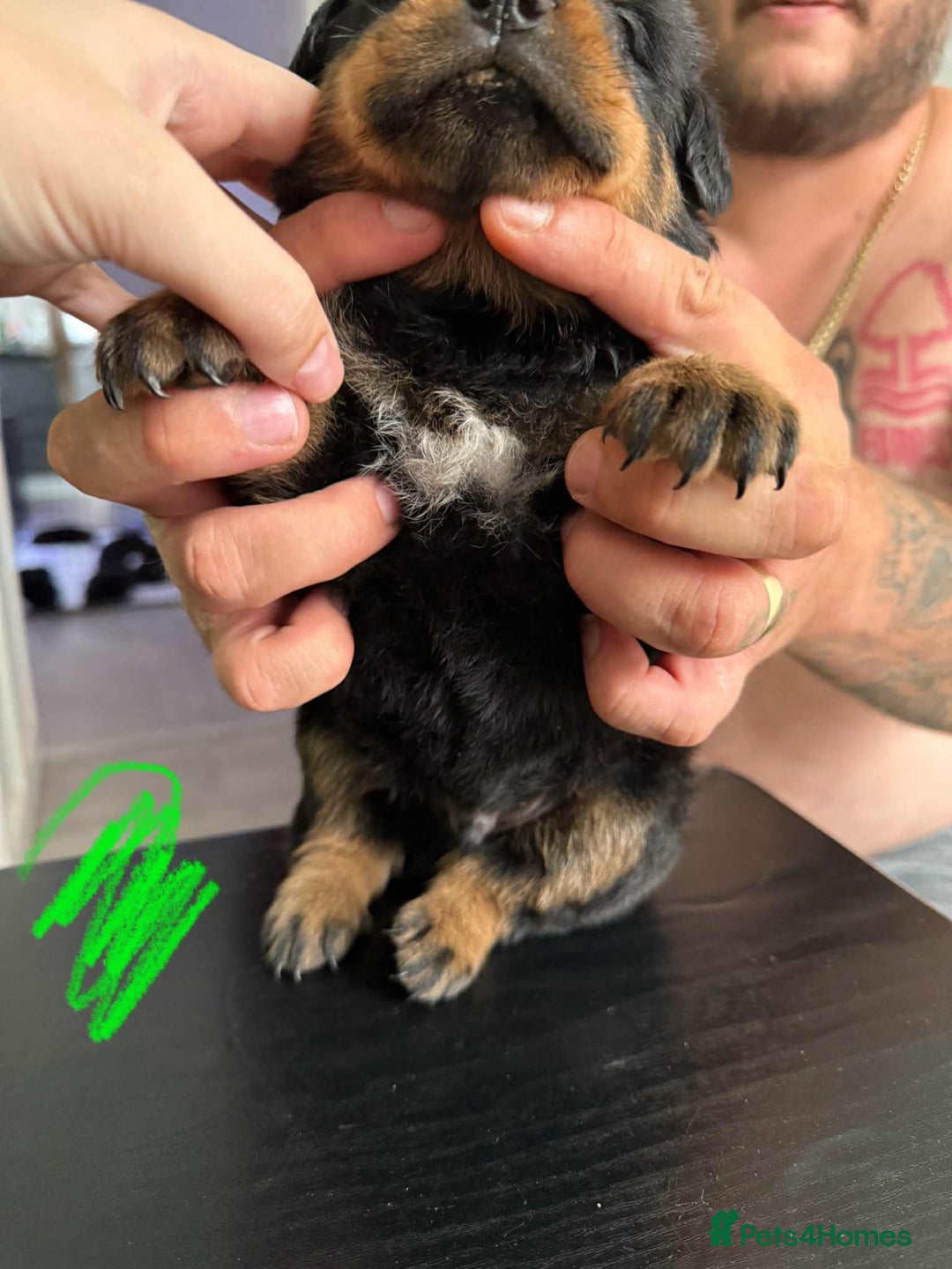 Rottweiler dogs for sale: Rottweiler puppies for sale - Image 3