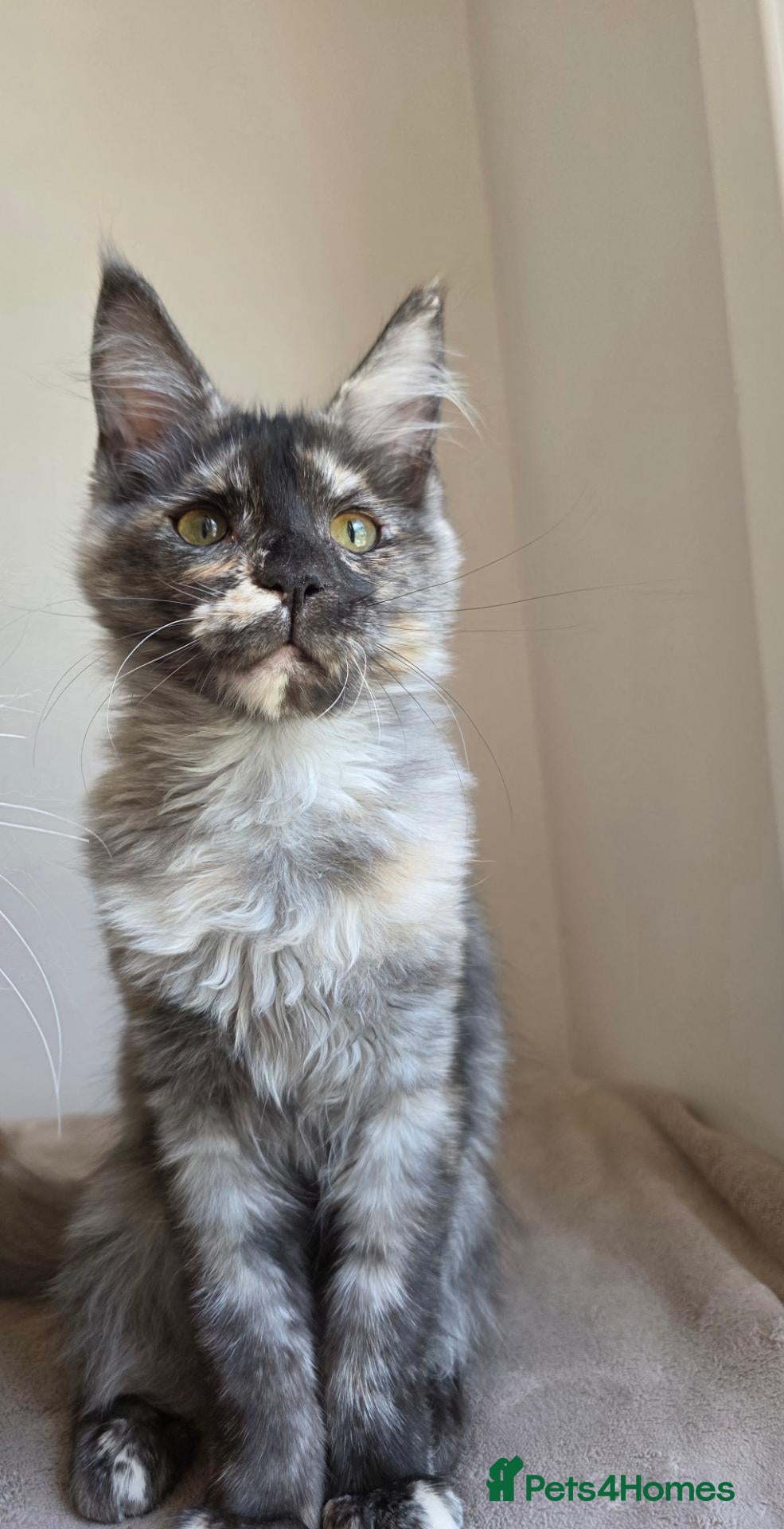 Maine Coon cats TICA Maine Coon Kittens | Russian Bloodlines - Advert 2
