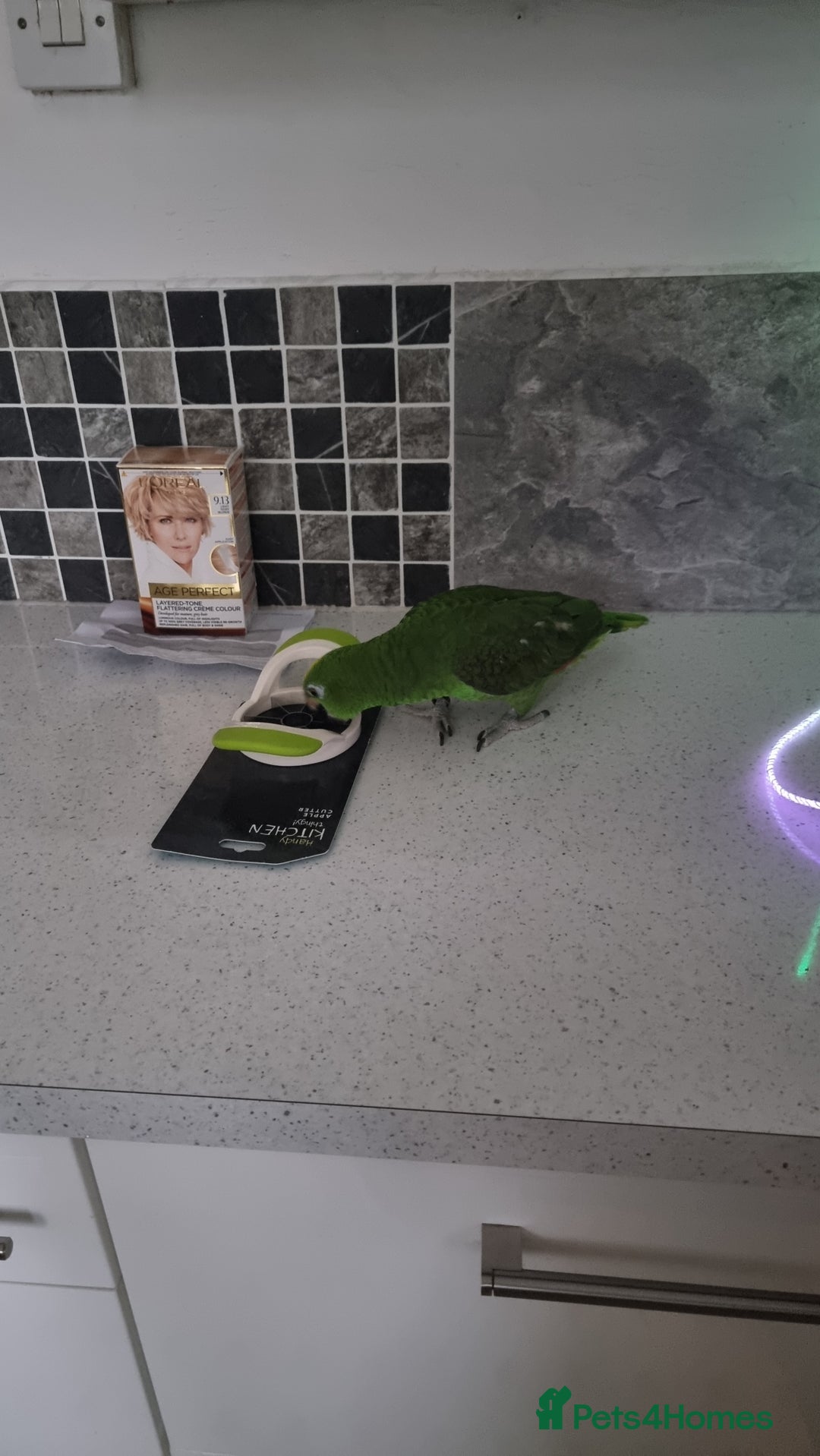 Parrots birds for sale: Amazon parrot for sale  - Image 9