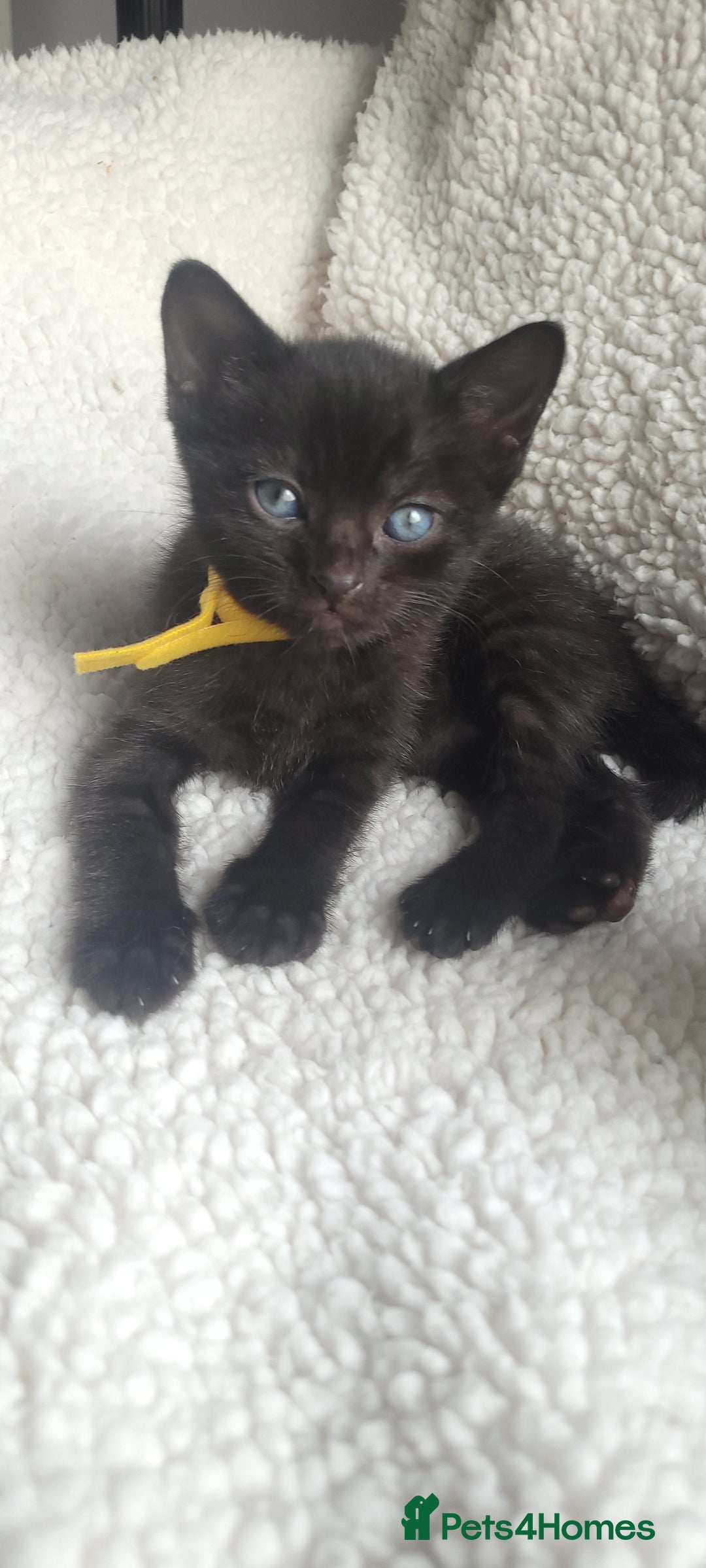 Bengal cats for sale: Black Bengal Kittens - Image 9