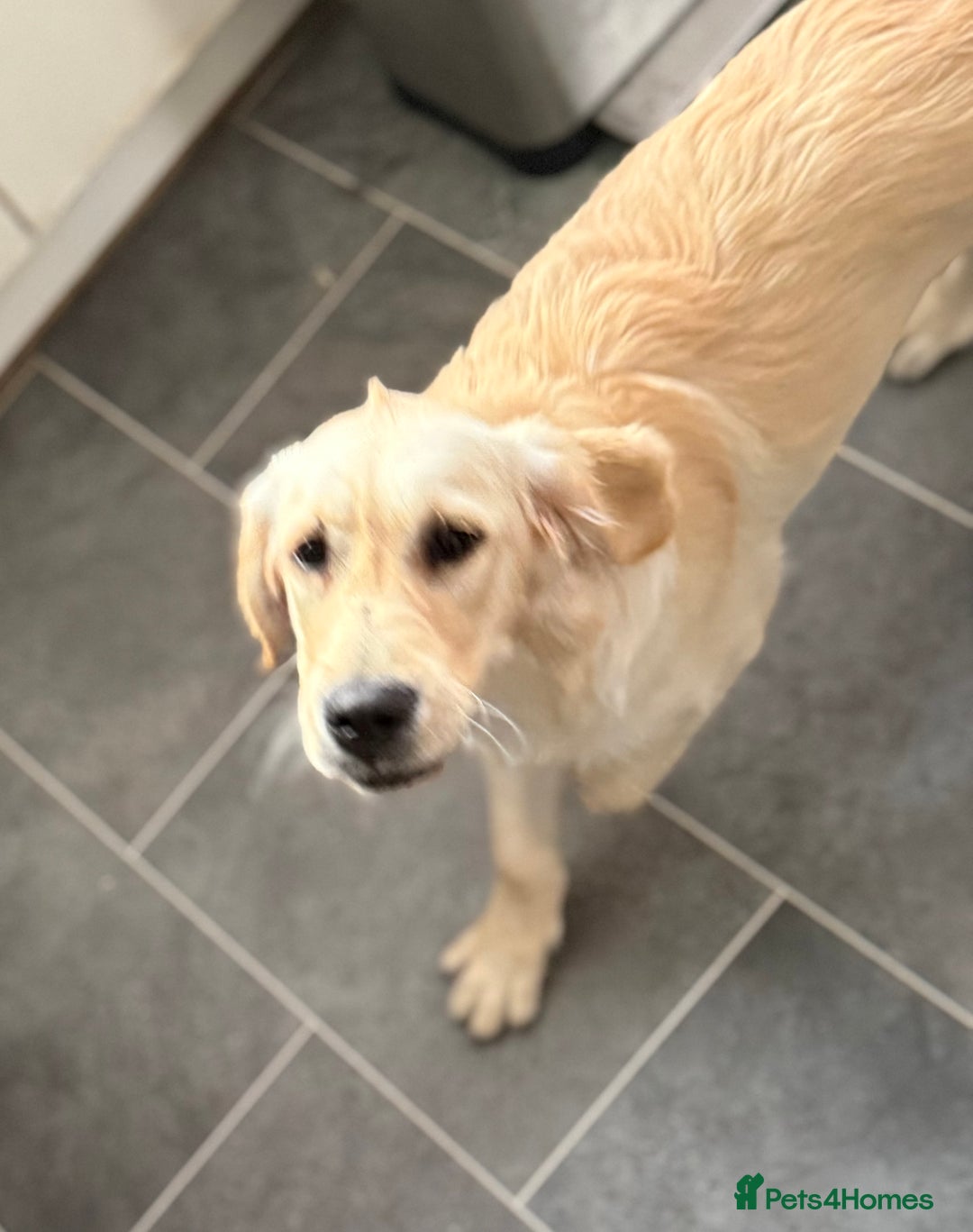 Golden Retriever dogs for sale: Male golden retriever 7 months old so playful  - Image 2