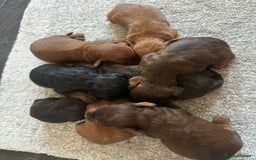 Cockapoo dogs for sale: Adorable Cockapoos looking for forever homes - Image 37