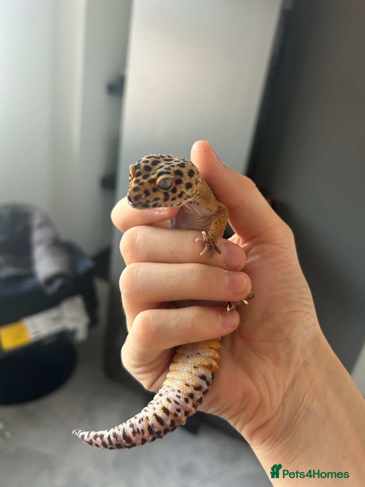 Leopard Gecko reptiles Leopard gecko healthy  - Advert 15