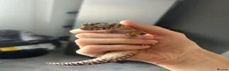 Leopard Gecko reptiles for sale: Leopard gecko healthy  in Waterlooville - Advert 1