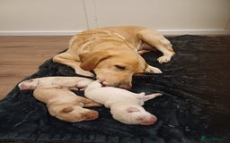 Labrador Retriever dogs for sale: PUPPIES 🐶🐾 - Image 13